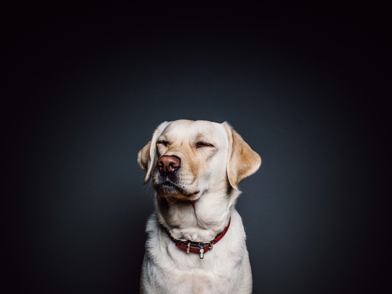 How to Teach Your Dog to Balance Treats on Their Nose